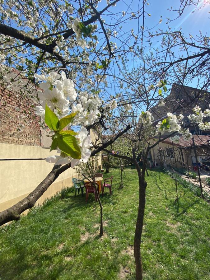 Zen House Albergue Timisoara Exterior foto